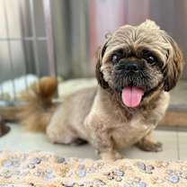 adopt-pet
