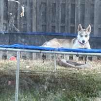 Thumbnail photo of Luna #2