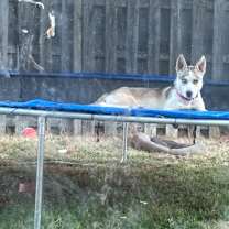 Thumbnail photo of Luna #4