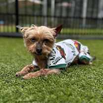 Thumbnail photo of Harper #1