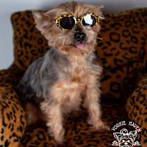 Thumbnail photo of Lexi #1