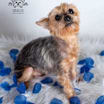 Thumbnail photo of Lexi #2