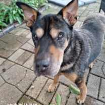 Thumbnail photo of Rhode #2