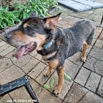 Thumbnail photo of Rhode #3