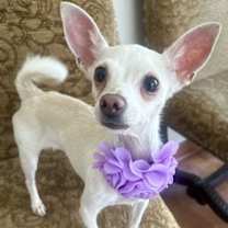 adopt-pet