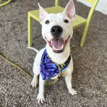 adopt-pet