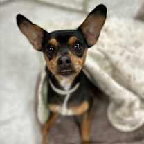 Thumbnail photo of Pepper #1