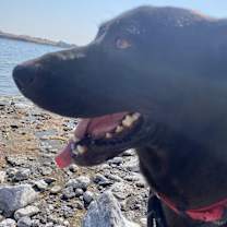 Thumbnail photo of Boo #3