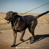 Thumbnail photo of Boo #4