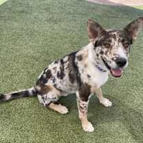 adopt-pet