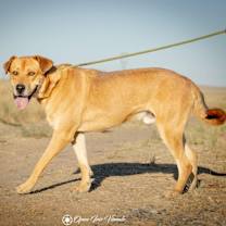 Thumbnail photo of Scooby #1