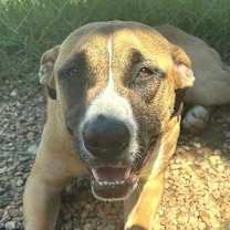 Thumbnail photo of Moose #1