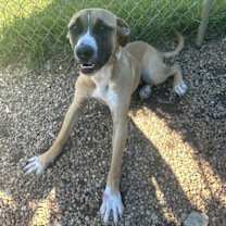 Thumbnail photo of Moose #3