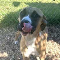 Thumbnail photo of Moose #4