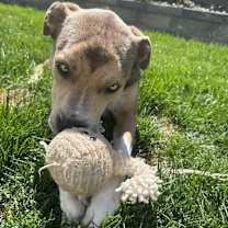 Thumbnail photo of Harlow #3