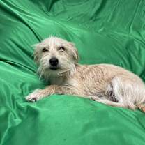 adopt-pet