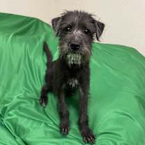 adopt-pet
