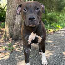 Thumbnail photo of Apollo #1