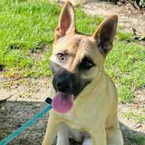 Thumbnail photo of Sadie #4