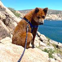 adopt-pet