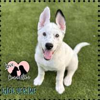 adopt-pet