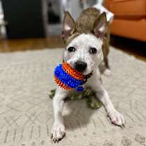 Thumbnail photo of Remi #1