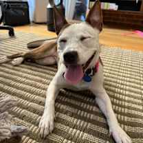 Thumbnail photo of Remi #3