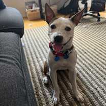 Thumbnail photo of Remi #4