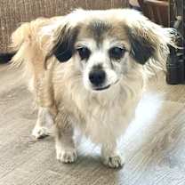 Thumbnail photo of Gypsy Rose #4