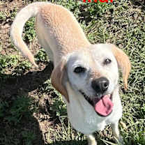 Thumbnail photo of Indi #1