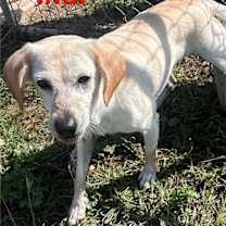 Thumbnail photo of Indi #2