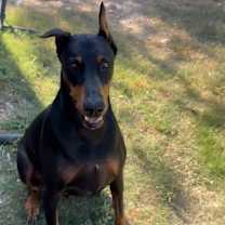 Thumbnail photo of Jedi #1