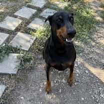 Thumbnail photo of Jedi #3