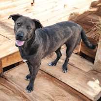 Thumbnail photo of DONOVAN #1