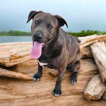 Thumbnail photo of DONOVAN #4