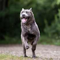 Thumbnail photo of Rio-Kitchener #2