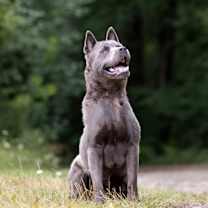 Thumbnail photo of Rio-Kitchener #3