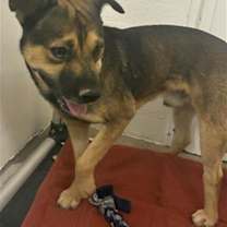 adopt-pet