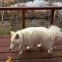 Thumbnail photo of Kiyla #4