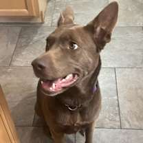 adopt-pet
