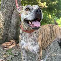 Thumbnail photo of Inara #1