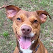 Thumbnail photo of SCOUT #1