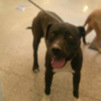 adopt-pet