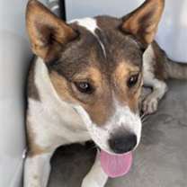 adopt-pet