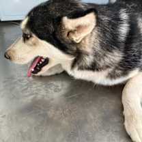 adopt-pet