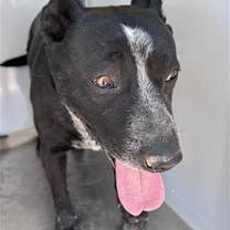 adopt-pet