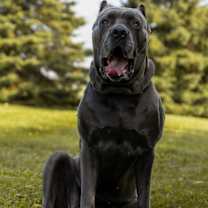 adopt-pet