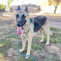 adopt-pet