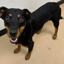 adopt-pet