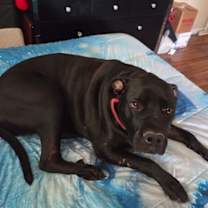 adopt-pet